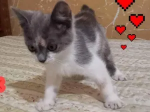 Gato raça raça não definida idade 2 a 6 meses nome Sem nome.