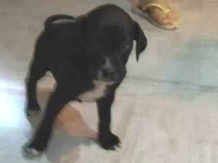 Cachorro raça Srd idade Abaixo de 2 meses nome S nome 4