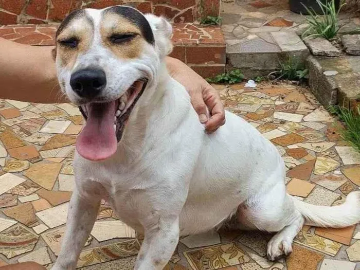 Cachorro ra a Sem raça definida idade 2 anos nome Brenda