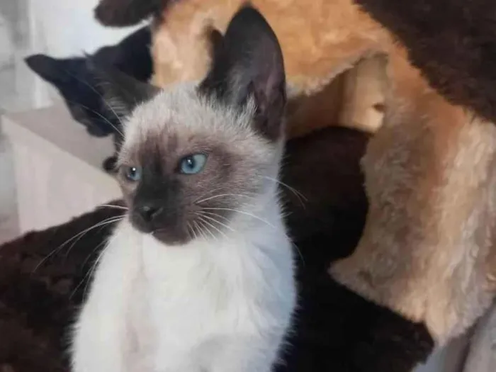 Gato raça SRD idade Abaixo de 2 meses nome Fred