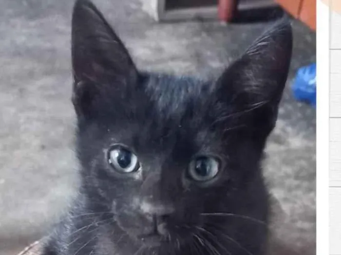 Gato raça SRD idade Abaixo de 2 meses nome Hugo