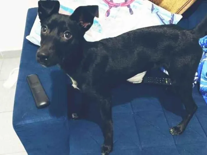 Cachorro raça Srd  idade 7 a 11 meses nome Peppa