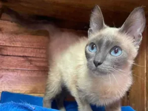 Gato raça SRD (siamesa) idade 7 a 11 meses nome Zeus