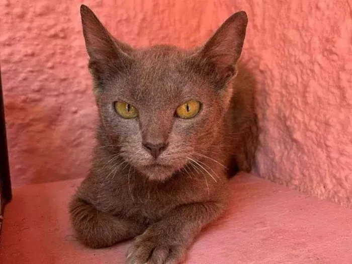 Gato raça SRD idade 2 a 6 meses nome Bruna, Yuri e Nico