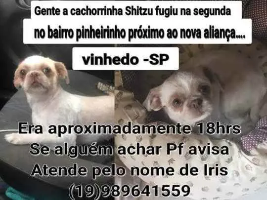 Cachorro ra a Shitzu  idade 2 a 6 meses nome IRIS