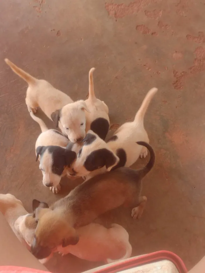 Cachorro ra a Não sei idade Abaixo de 2 meses nome Não tem