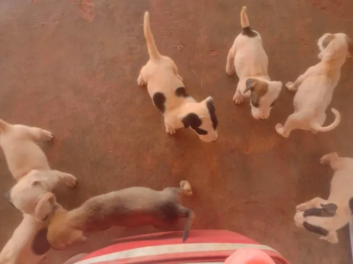 Cachorro ra a Não sei idade Abaixo de 2 meses nome Não tem