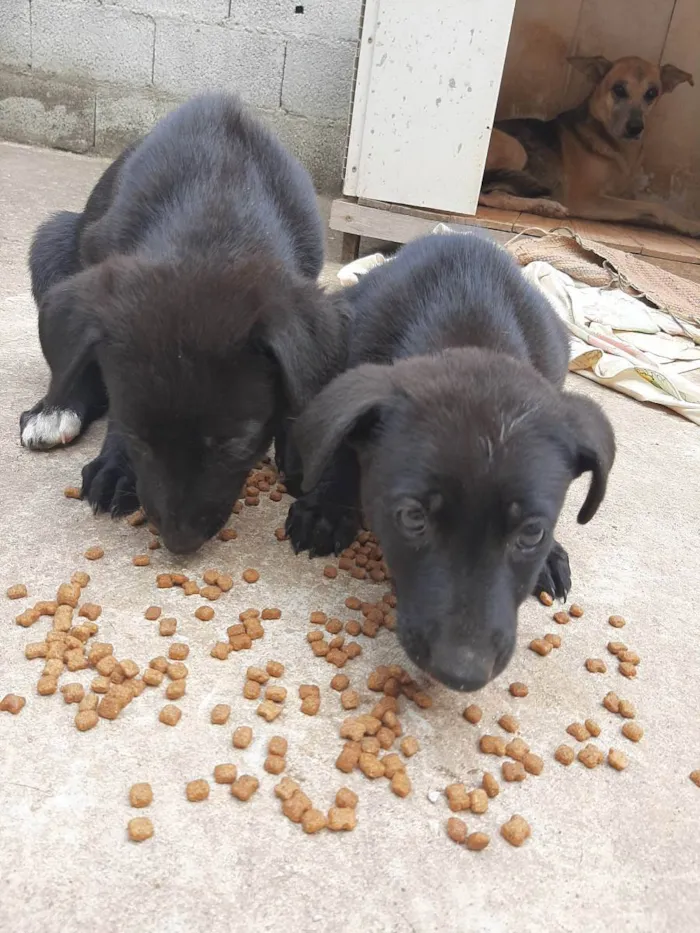 Cachorro ra a Mistura pastor belga  idade 2 a 6 meses nome Nome indefinido