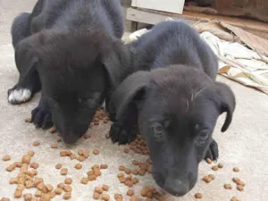 Cachorro raça Mistura pastor belga  idade 2 a 6 meses nome Nome indefinido