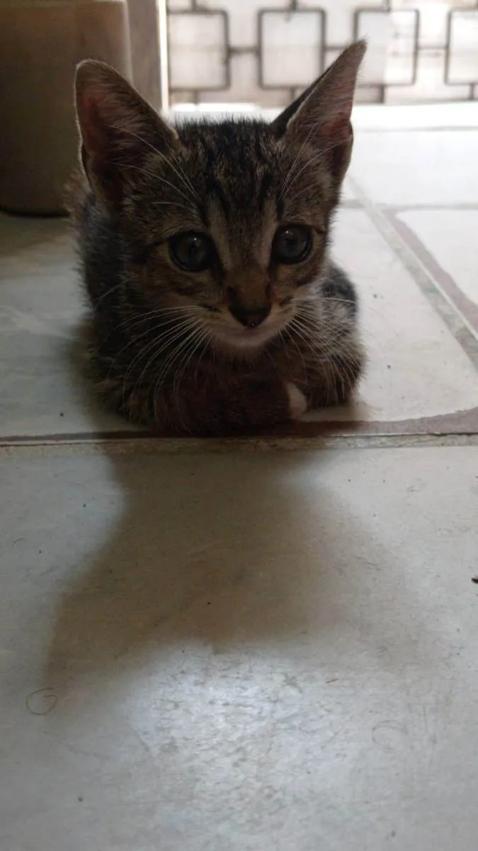 Gato ra a Murisco idade Abaixo de 2 meses nome Não tem nome