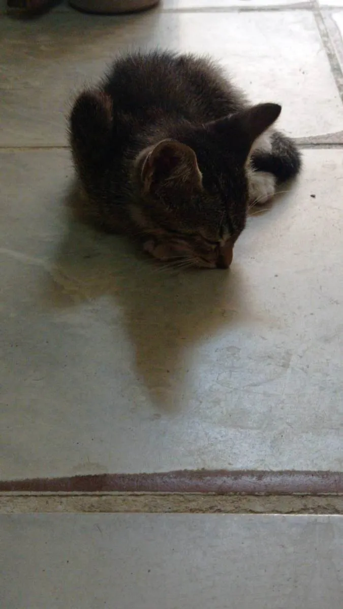 Gato ra a Murisco idade Abaixo de 2 meses nome Não tem nome