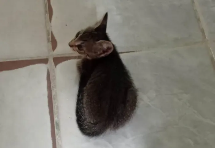 Gato ra a Murisco  idade Abaixo de 2 meses nome Sem nome