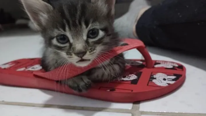 Gato ra a Sem raça  idade 2 a 6 meses nome Maki, yuta, rika