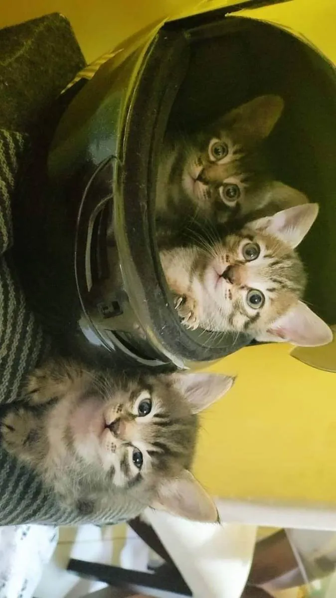 Gato ra a Sem raça  idade 2 a 6 meses nome Maki, yuta, rika