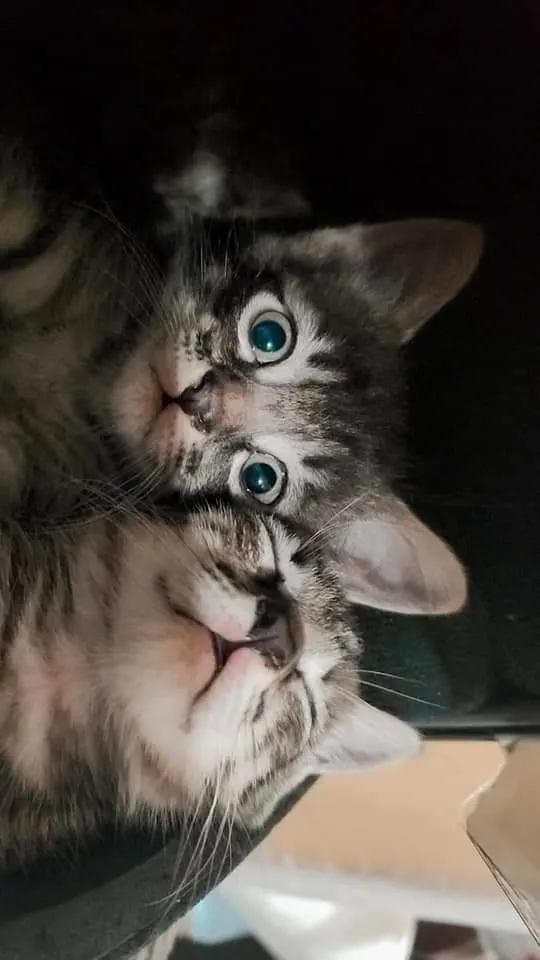 Gato ra a Sem raça  idade 2 a 6 meses nome Maki, yuta, rika