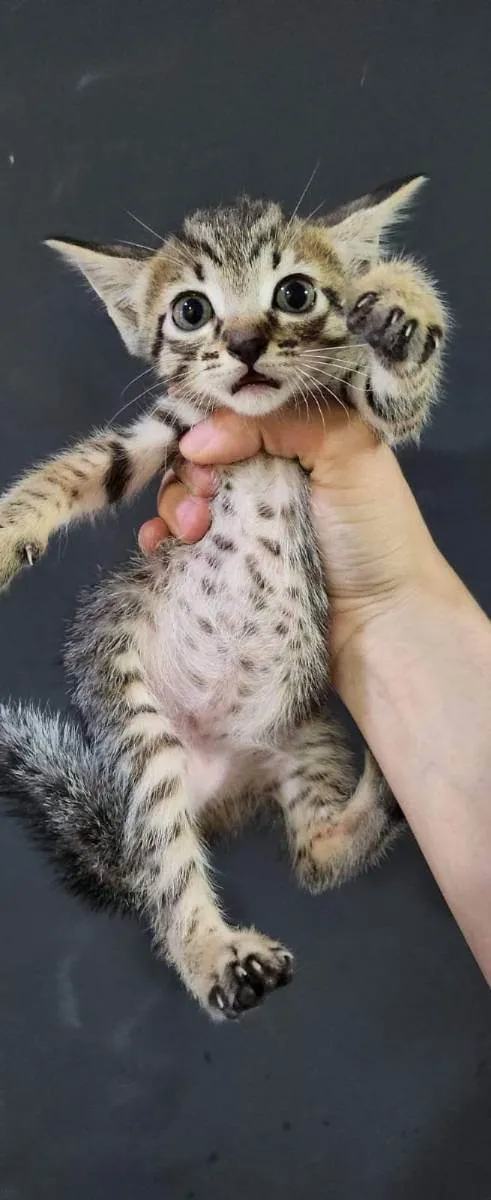 Gato ra a Sem raça  idade 2 a 6 meses nome Maki, yuta, rika