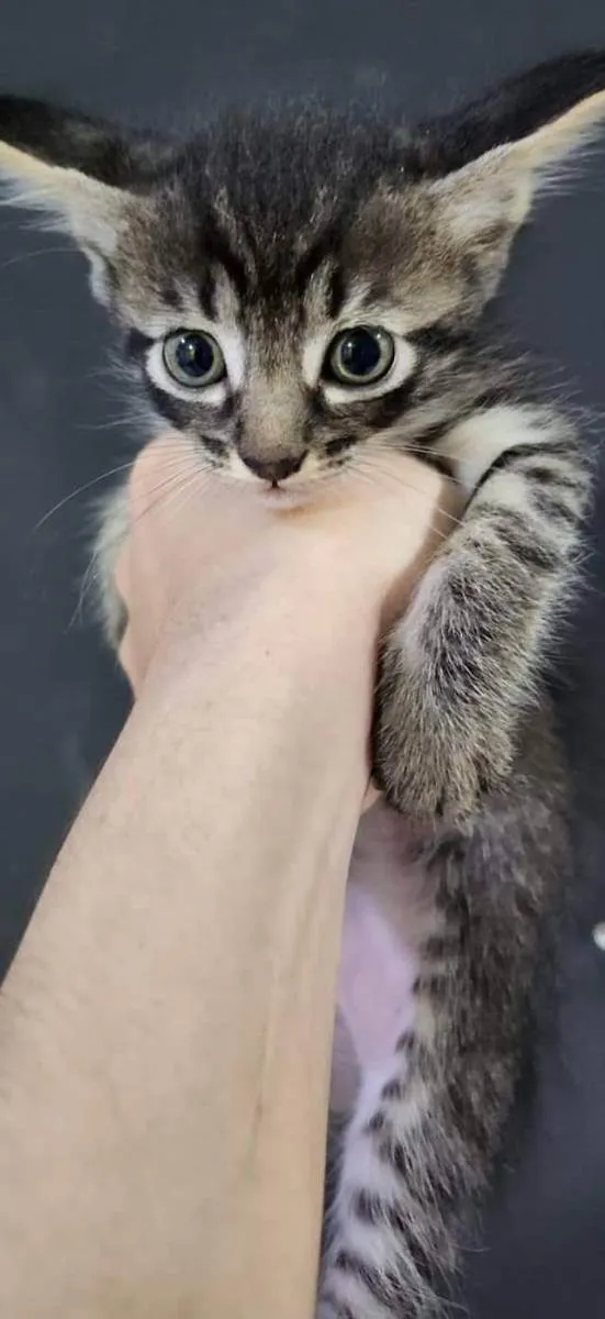 Gato ra a Sem raça  idade 2 a 6 meses nome Maki, yuta, rika