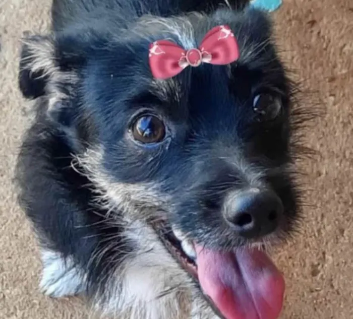 Cachorro ra a Mestiça  idade 7 a 11 meses nome Lilica 