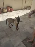 Boris