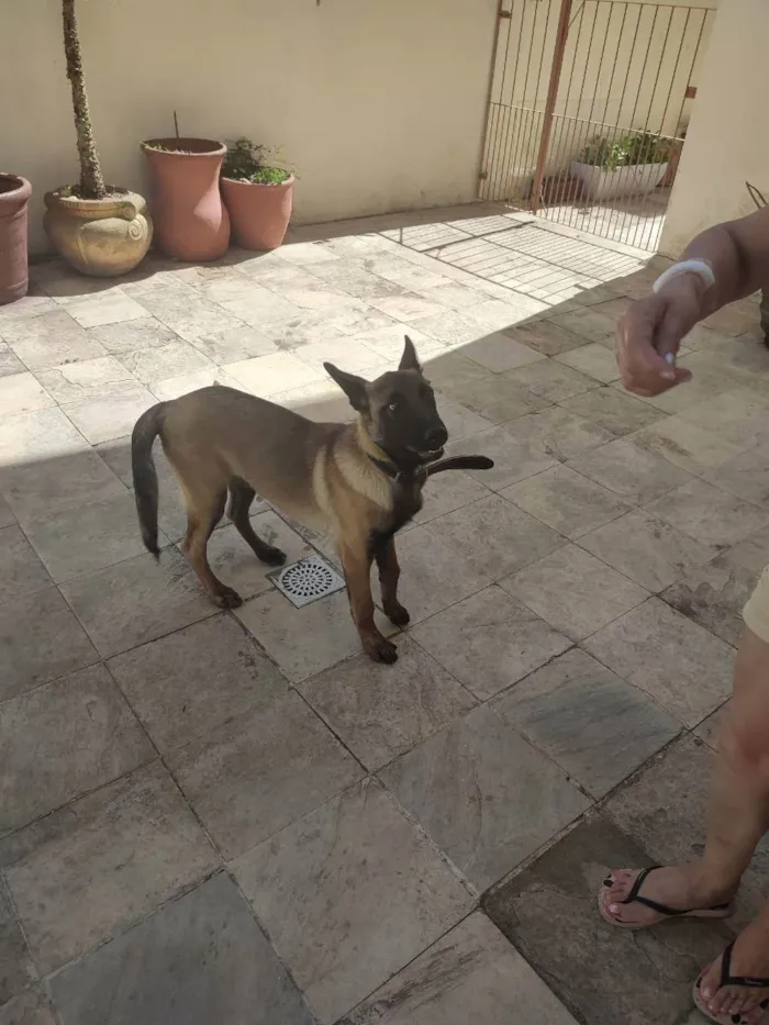 Cachorro ra a Pastor de Mallinois idade 2 a 6 meses nome Boris