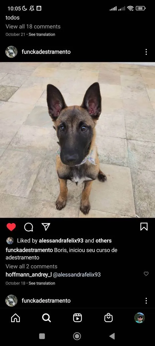 Cachorro ra a Pastor de Mallinois idade 2 a 6 meses nome Boris