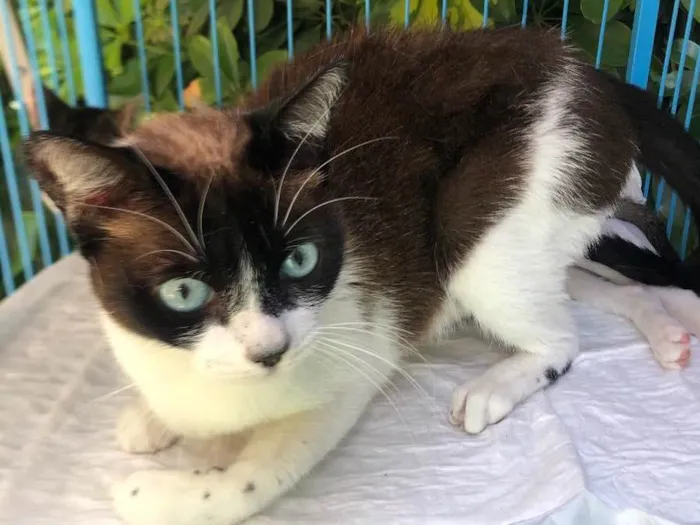 Gato raça Srd idade 3 anos nome Bianca