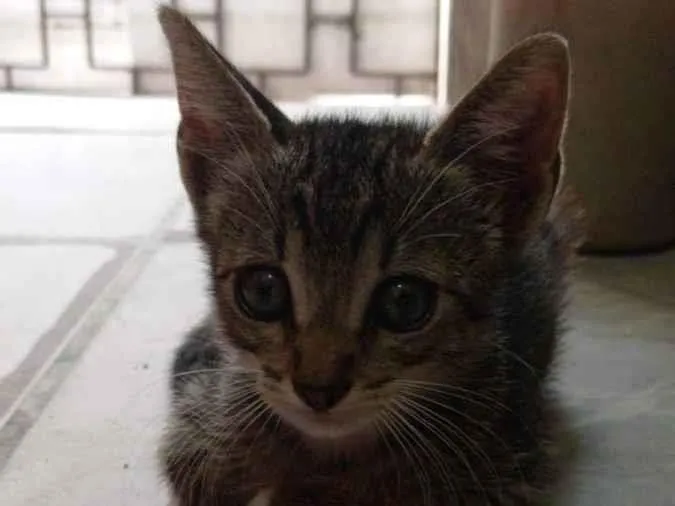 Gato ra a Murisco idade Abaixo de 2 meses nome Não tem nome