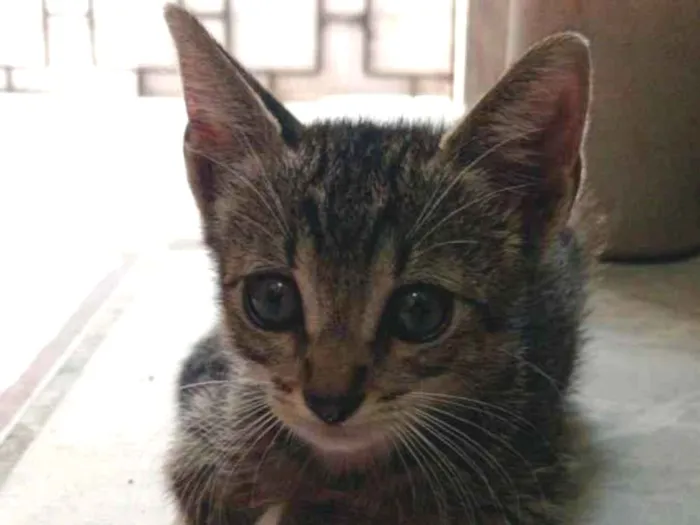 Gato ra a Murisco  idade Abaixo de 2 meses nome Sem nome