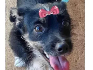 Cachorro raça Mestiça  idade 7 a 11 meses nome Lilica 