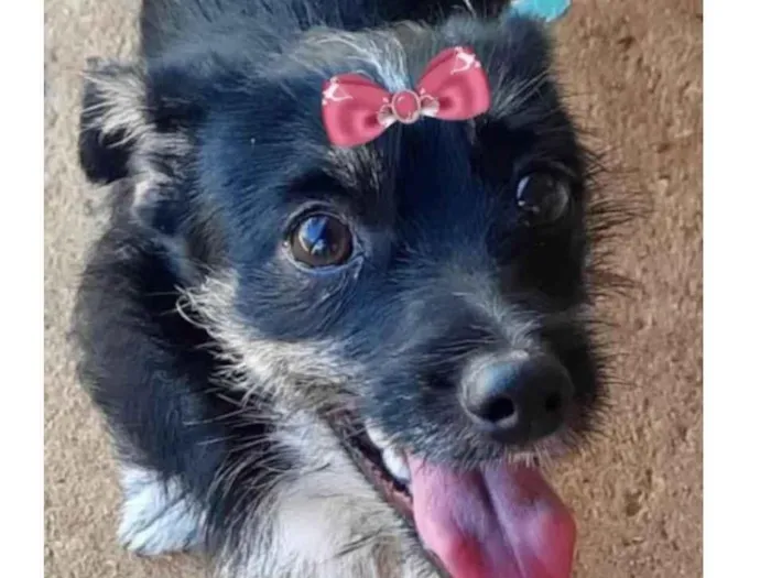 Cachorro ra a Mestiça  idade 7 a 11 meses nome Lilica 