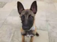 Boris