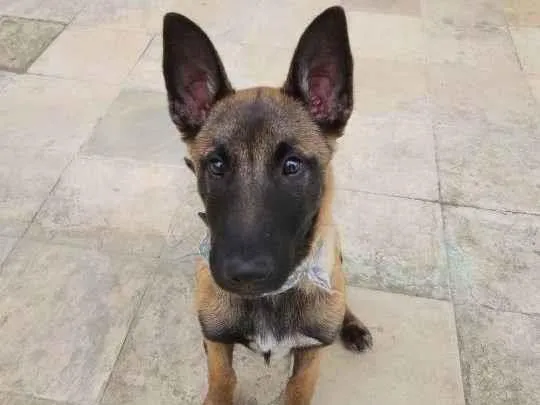 Cachorro ra a Pastor de Mallinois idade 2 a 6 meses nome Boris