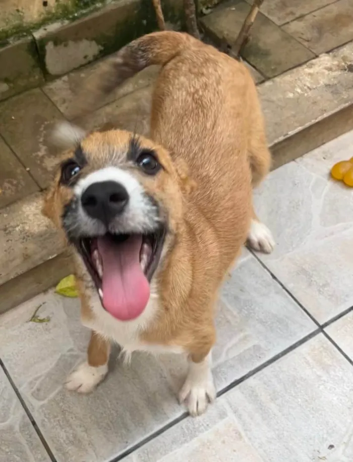 Cachorro raça SRD  idade 2 a 6 meses nome Sem Nome