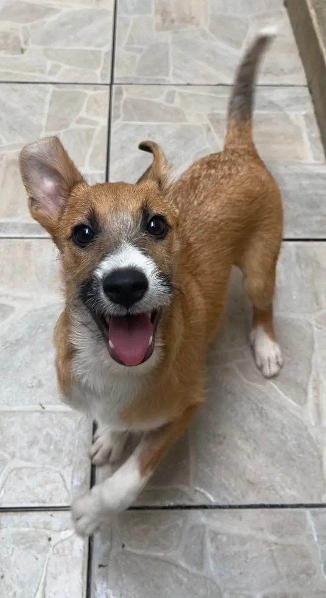 Cachorro raça SRD  idade 2 a 6 meses nome Sem Nome