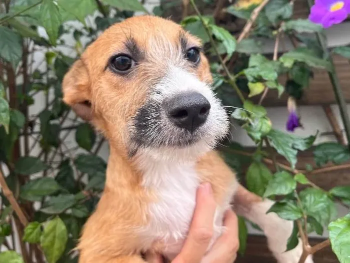 Cachorro raça SRD  idade 2 a 6 meses nome Sem Nome