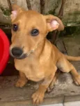 Cachorro raça SRD  idade 2 a 6 meses nome Sem Nome