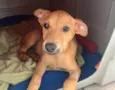 Cachorro raça SRD  idade 2 a 6 meses nome Sem Nome