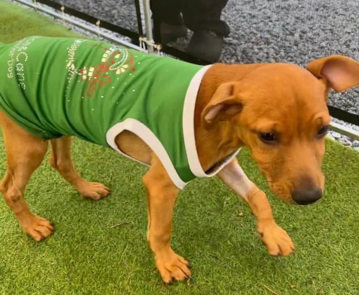 Cachorro raça SRD  idade 2 a 6 meses nome Sem Nome