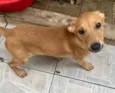 Cachorro raça SRD  idade 2 a 6 meses nome Sem Nome