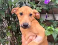 Cachorro raça SRD  idade 2 a 6 meses nome Sem Nome