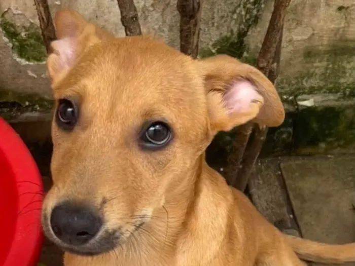 Cachorro raça SRD  idade 2 a 6 meses nome Sem Nome