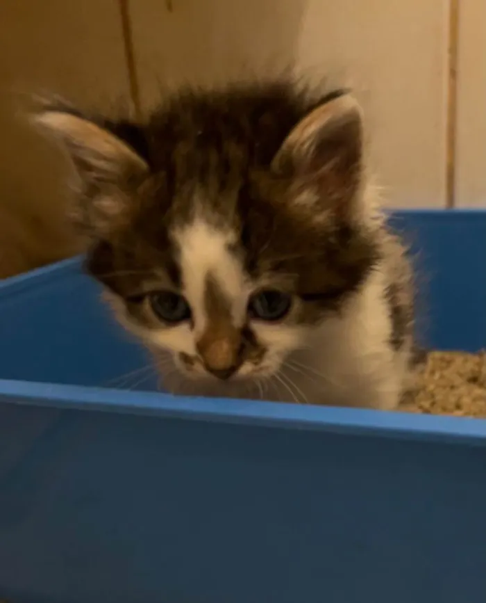 Gato raça SRD  idade Abaixo de 2 meses nome Sem Nome