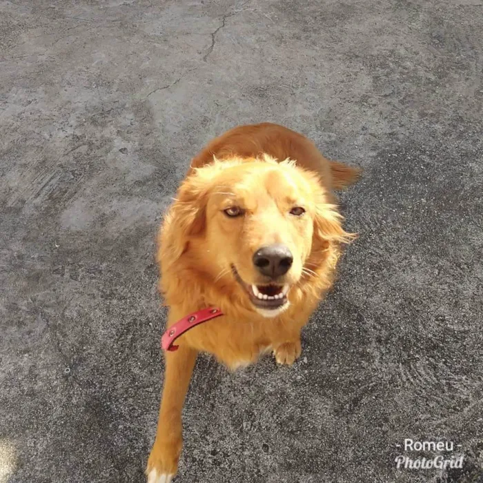 Cachorro ra a Mestiço de golden idade 7 a 11 meses nome Romeu