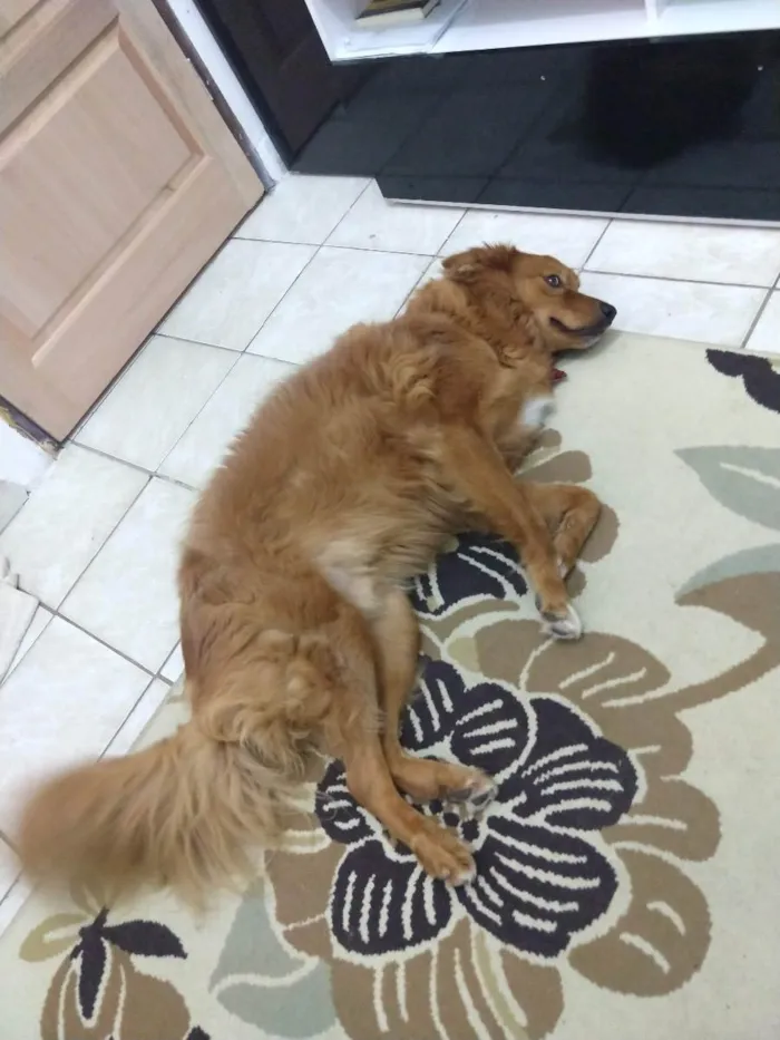 Cachorro ra a Mestiço de golden idade 7 a 11 meses nome Romeu