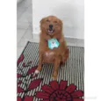 Romeu