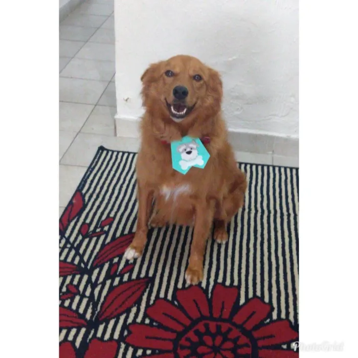 Cachorro ra a Mestiço de golden idade 7 a 11 meses nome Romeu