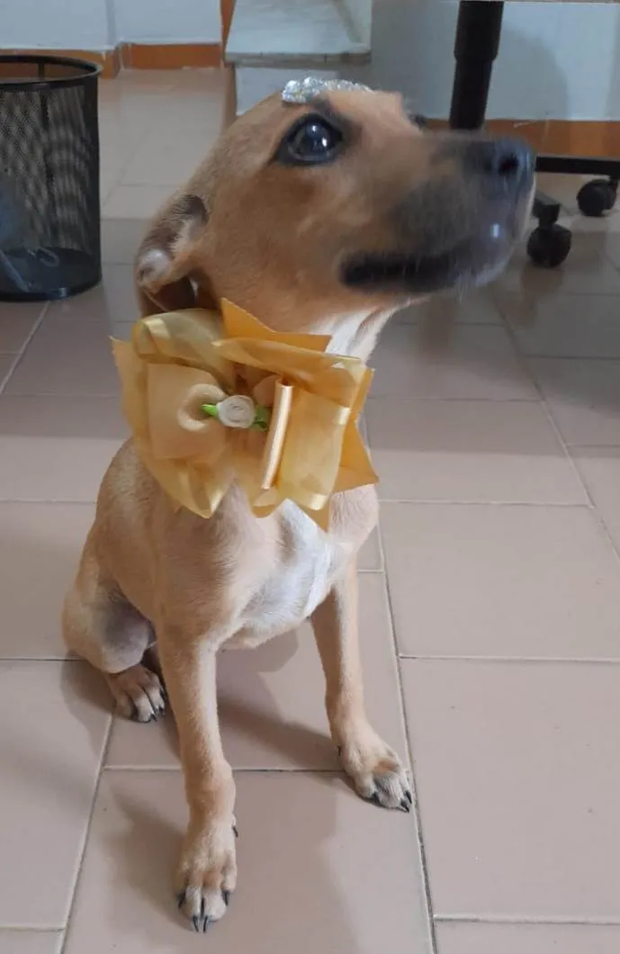 Cachorro ra a Srd  idade 2 a 6 meses nome Filhotes 4 meses