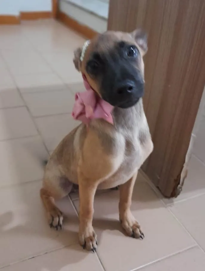 Cachorro ra a Srd  idade 2 a 6 meses nome Filhotes 4 meses