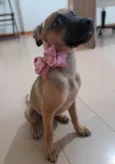 Filhotes 4 meses