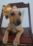 Filhotes 4 meses
